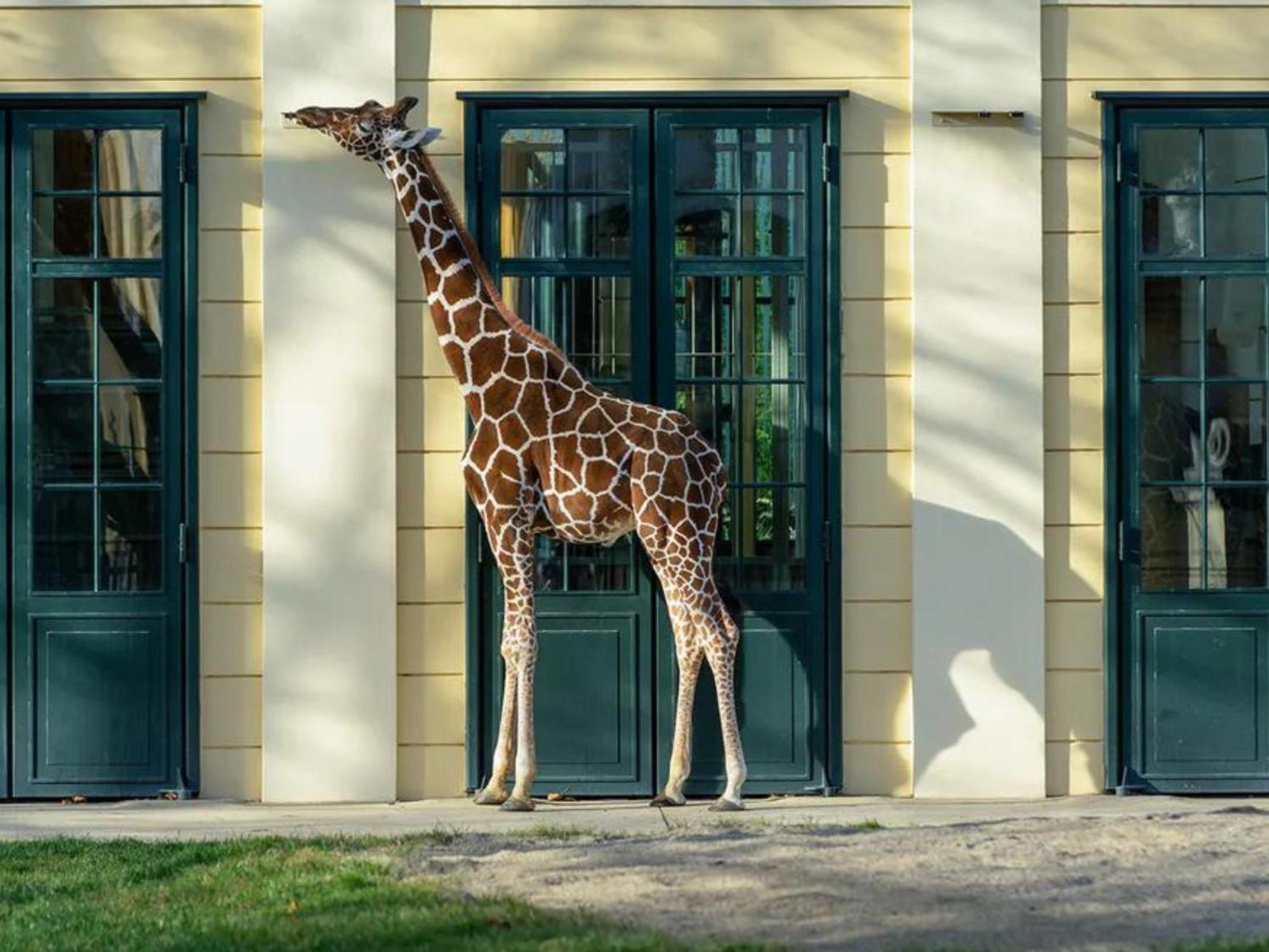 Kaiser Lodge by AlpenLuxus mit Pool&Tiefgaragenstellplatz Wenen Buitenkant foto